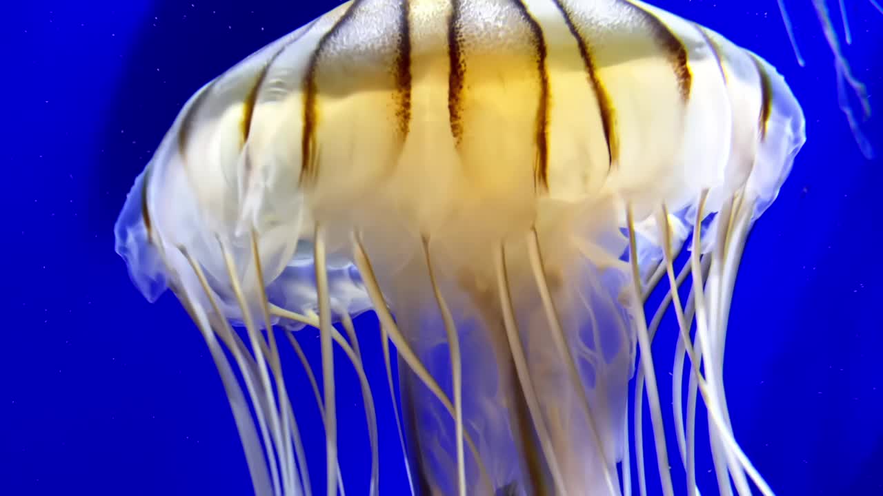 水母在水族馆里游泳视频素材