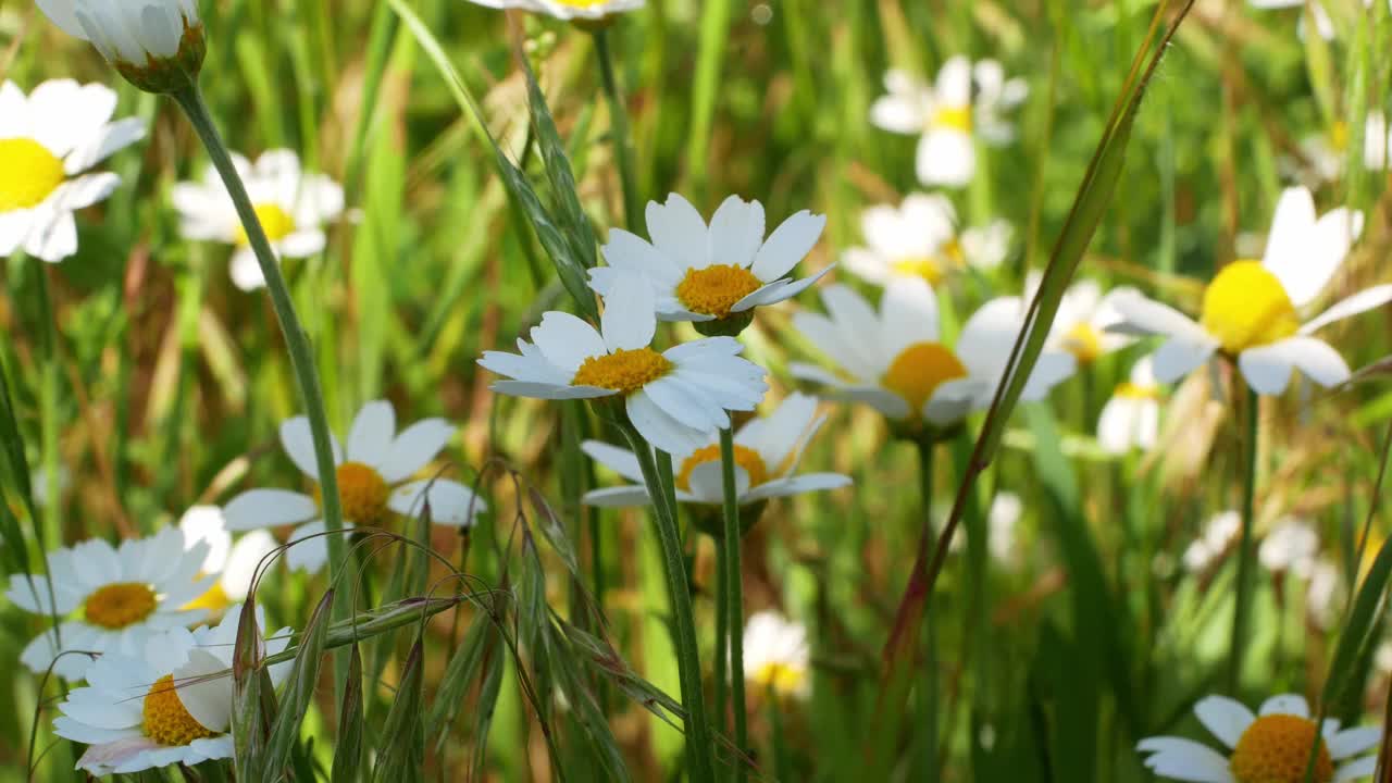 白色的洋甘菊花在夕阳下的草地上。一片片白花在风中摇曳。大自然，鲜花，春天，环境。视频素材
