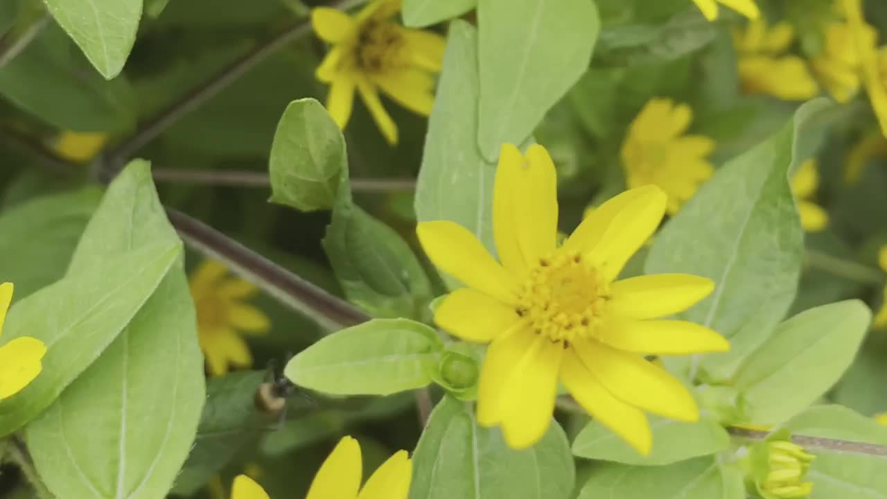 迷你可爱的花朵视频下载