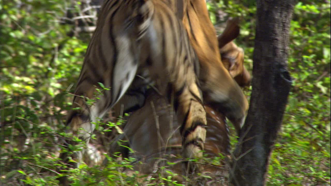 带无线电项圈的老虎拖着猎物穿过灌木丛-中枪视频素材