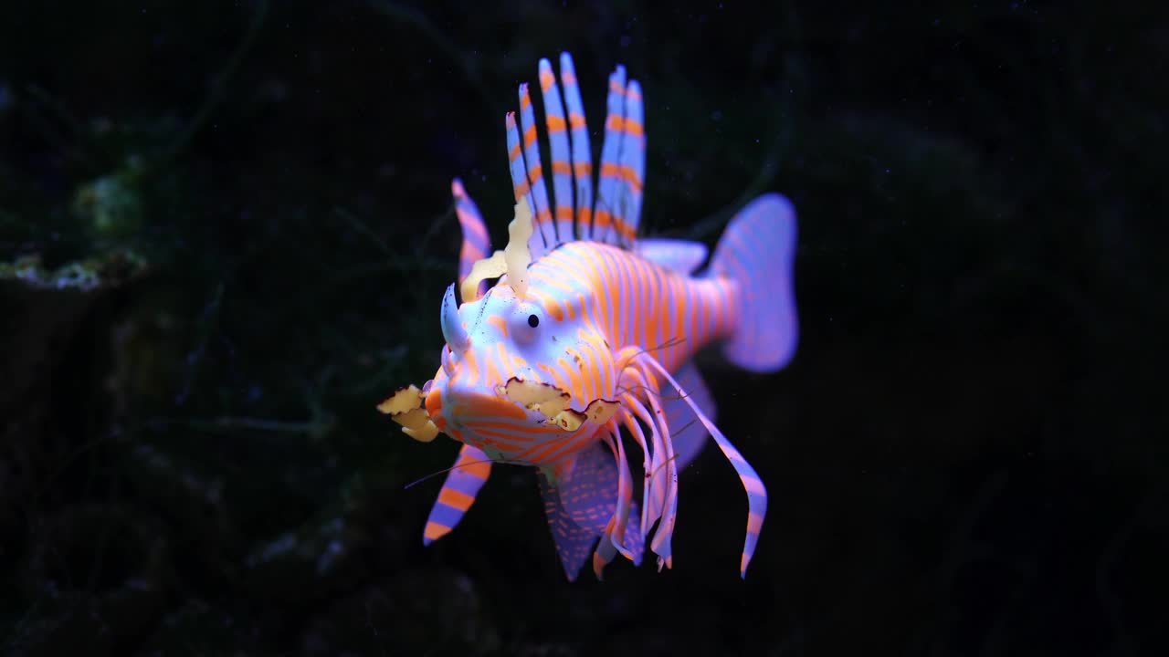 有橙色条纹的观赏鱼。鱼缸装饰水族箱景观装饰视频下载