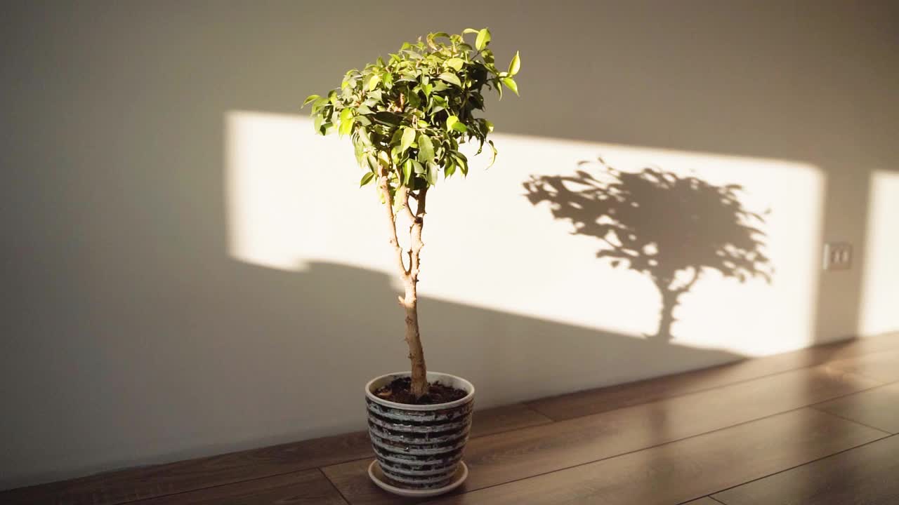 盆景。树的影子落在墙上。装饰盆栽树。室内植物。室内schefler。美丽的榕树的树。房子里的一棵小树。内部。家里舒适。爱好关闭视频下载