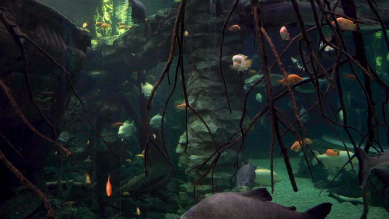 有各种淡水鱼的大型水族馆。视频下载