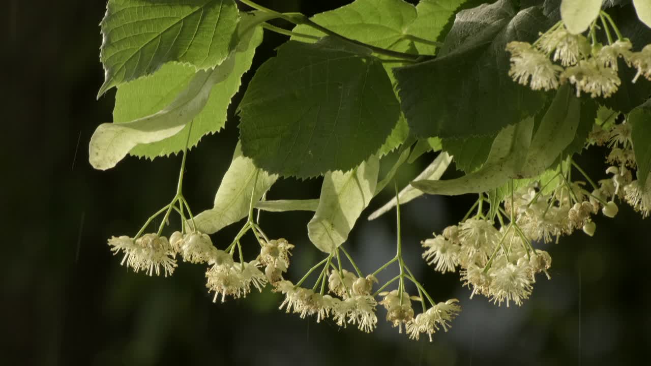 菩提树在开花，菩提花近距离。美丽新鲜的菩提树绿叶。雨滴落在其上的药用植物视频素材