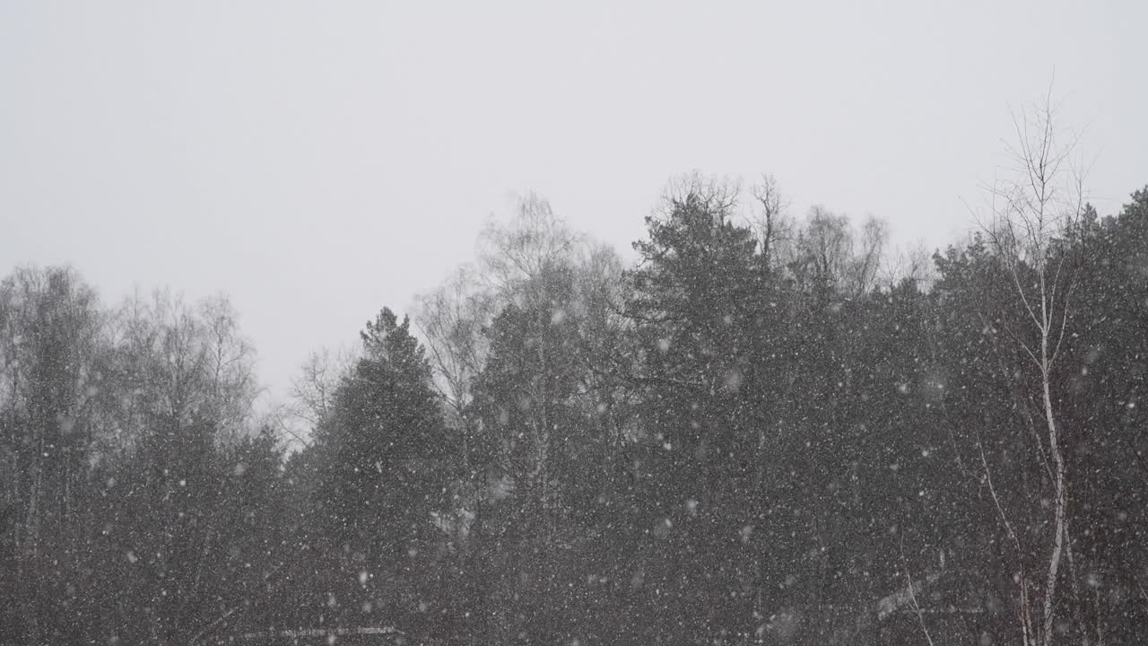 森林中的暴风雪视频素材