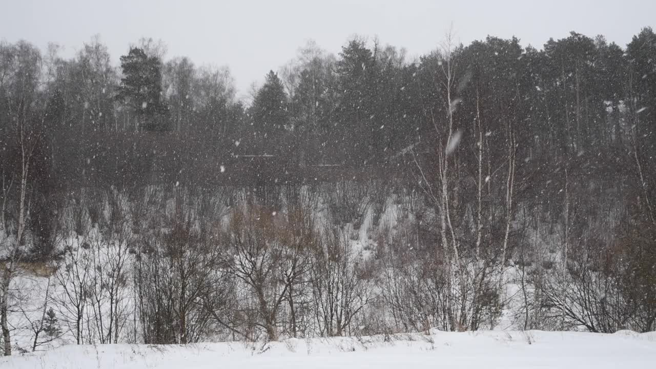 森林中的暴风雪视频素材