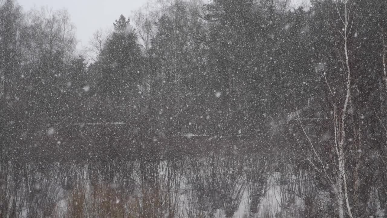 森林中的暴风雪视频素材