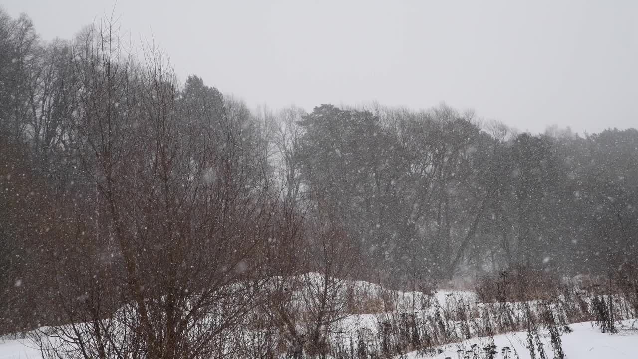 森林中的暴风雪视频素材