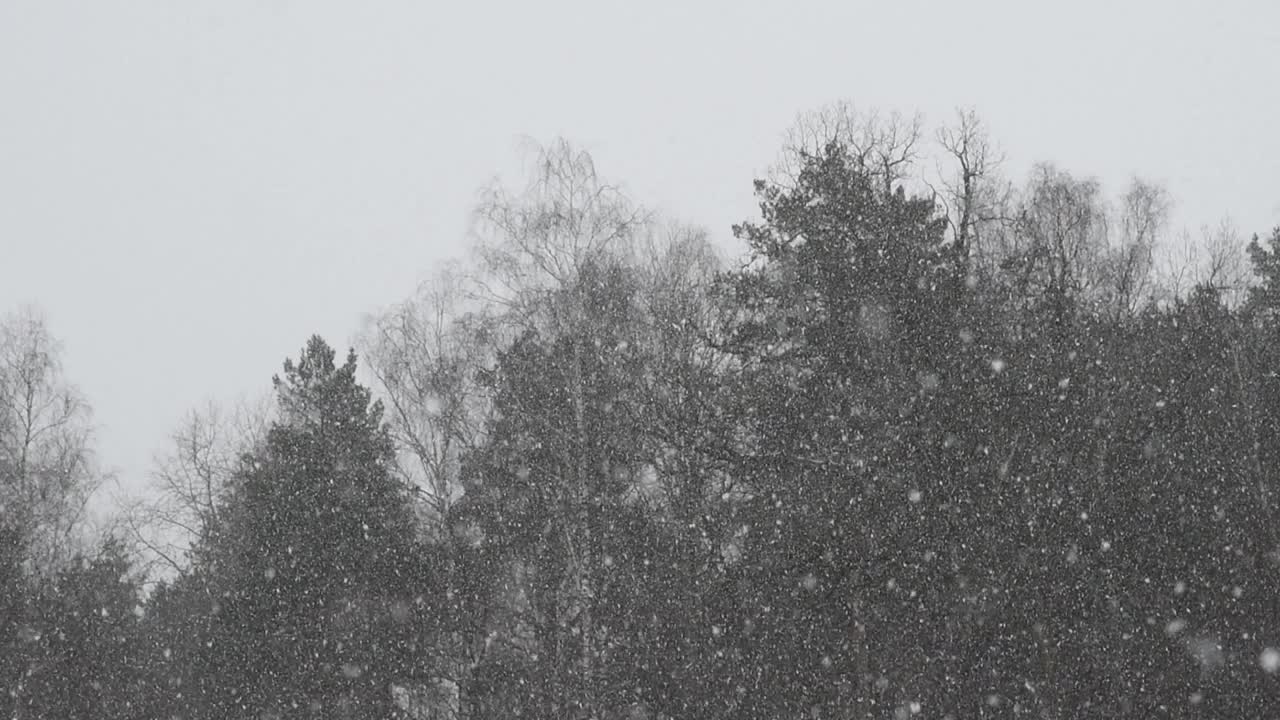 森林中的暴风雪视频素材