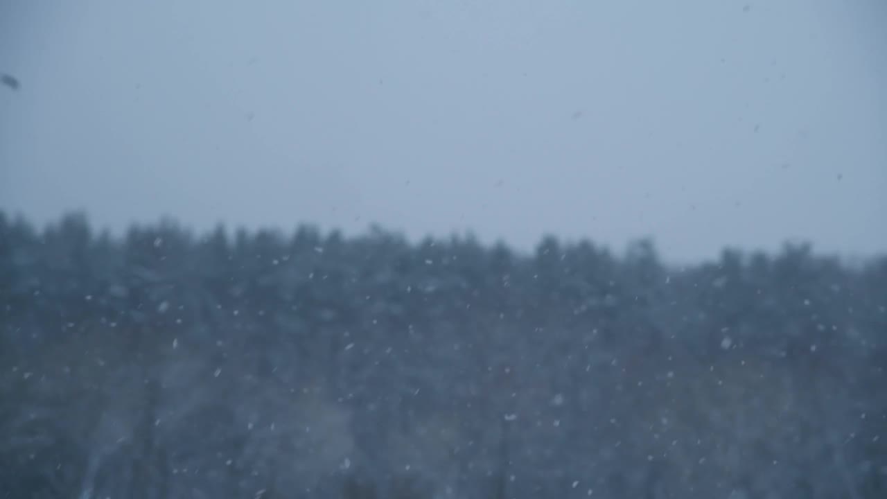 森林中的暴风雪视频素材