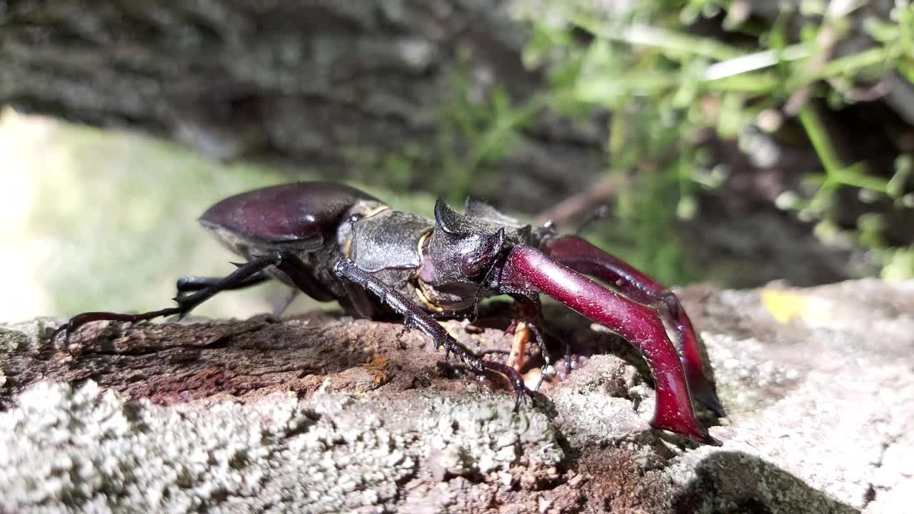 牡鹿甲虫以柳树汁为食视频下载