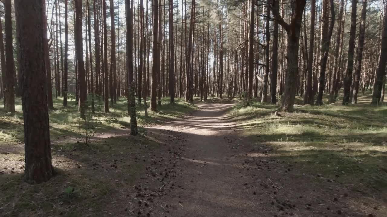 在松树环绕的森林小径上跑步，独自在户外。视频素材