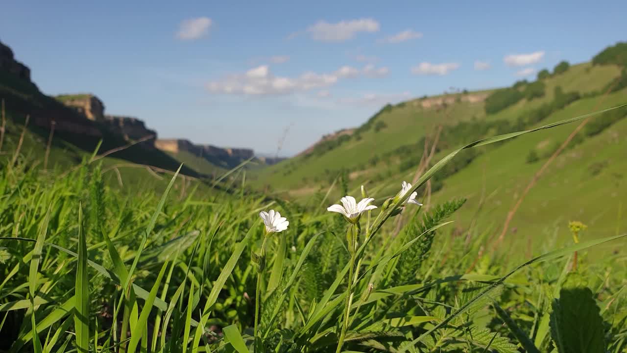 花在前景，在模糊的背景的山。白色的野花视频下载