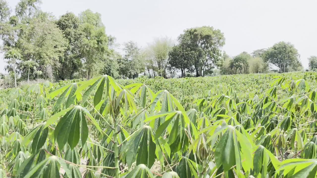 风在木薯地里缓缓地吹着。视频素材