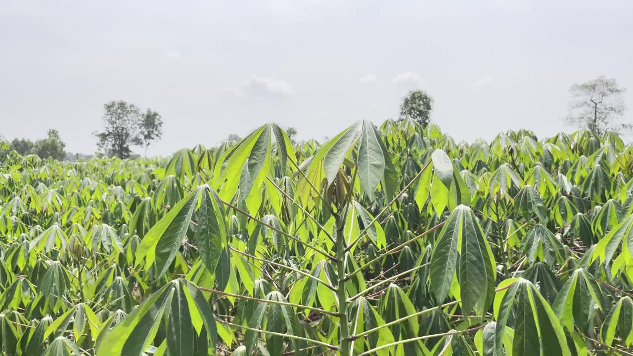 种植面积。视频下载