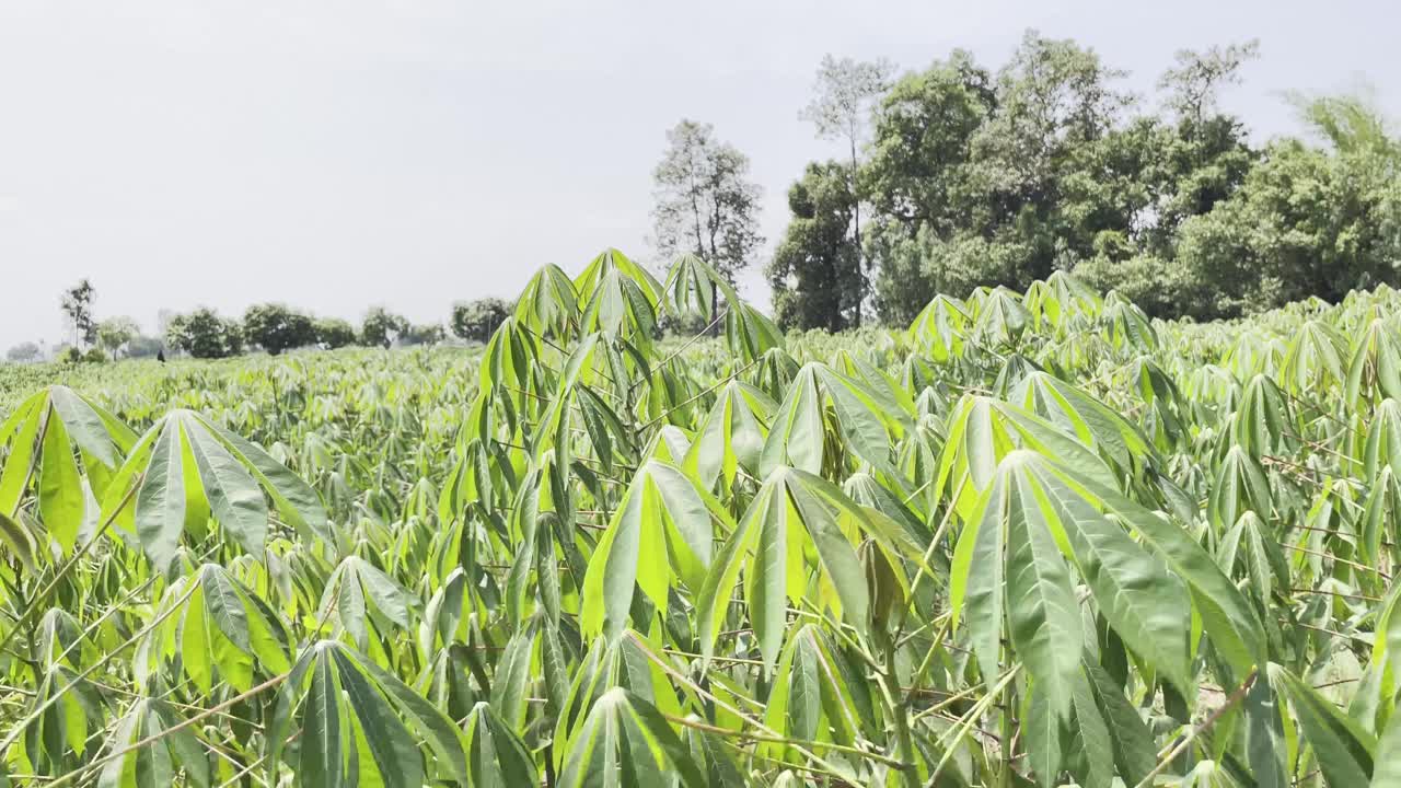 农场里的气氛在一天炎热的天气。视频素材