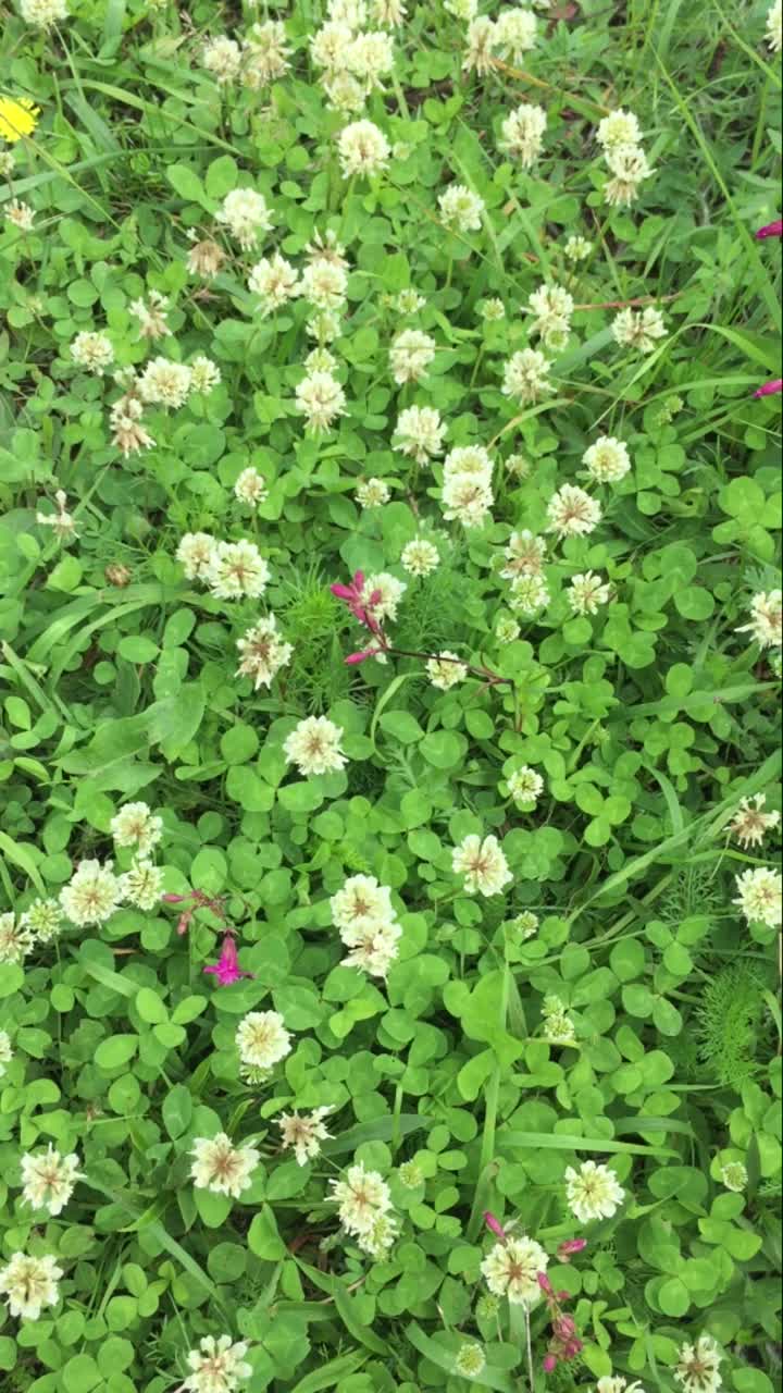 亮绿色的草上有露珠和小蚂蚁爬行视频下载