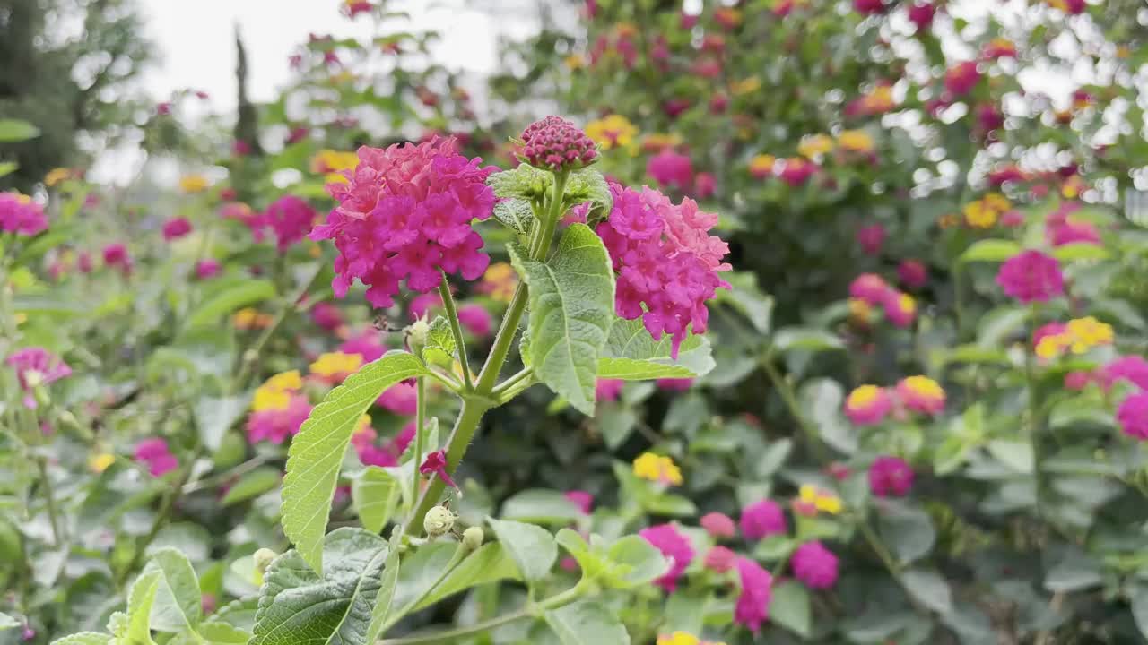 粉红色的花在风中。视频素材