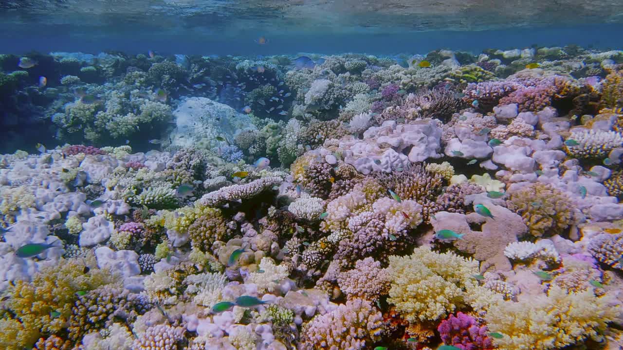 埃及马萨阿拉姆，红海美丽珊瑚礁上的海洋生物视频下载