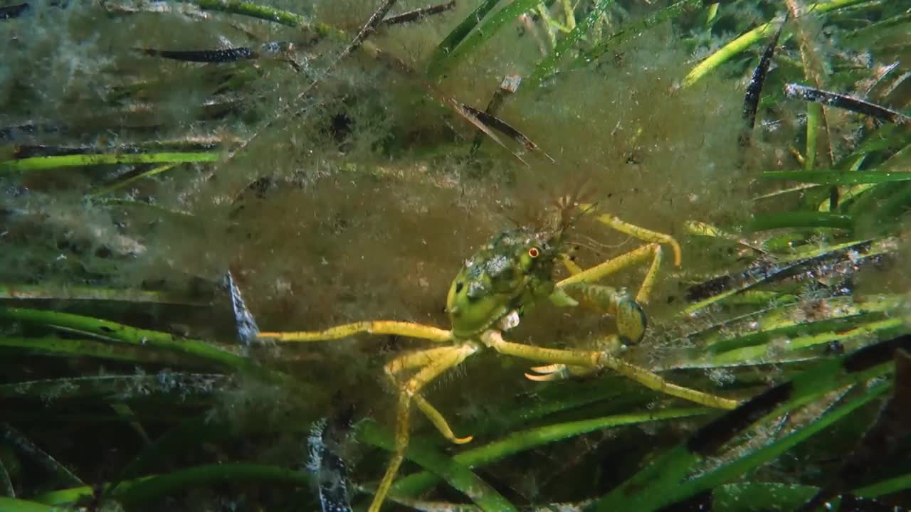 绿蜘蛛蟹在海草中游动视频下载