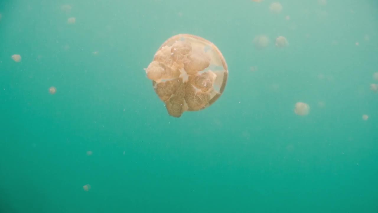 水母湖Kakaban视频素材