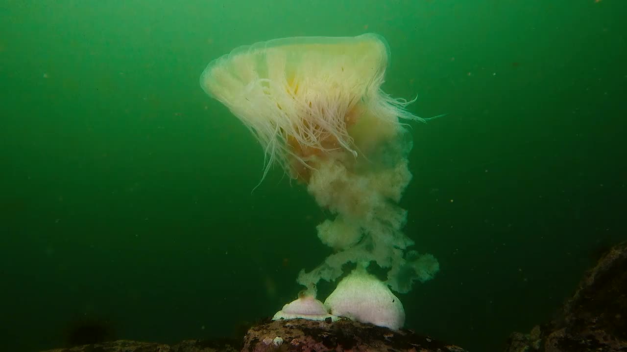 海葵吃掉了海蜇狮的鬃毛视频下载