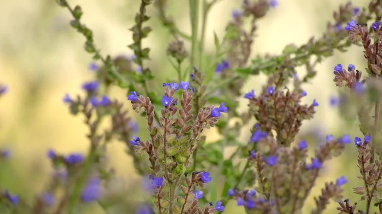 草地。美丽的自然背景。田野里的野花和植物。野花、花草在草地上随风摇摆。慢动作，特写，微距视频素材