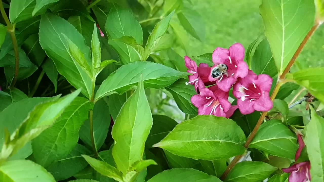 一只蜜蜂在给一朵紫色的花授粉，慢镜头视频下载