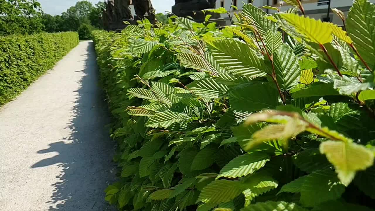 公园里的小路用绿叶围成篱笆视频下载