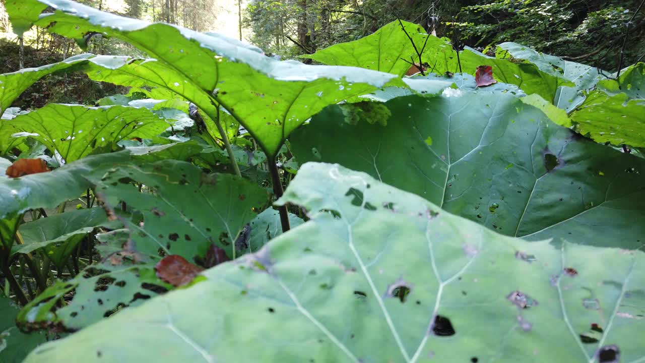 欧洲修根道和尚穿着传统服装在奥地利山区徒步旅行，奥地利，Ötscher视频下载