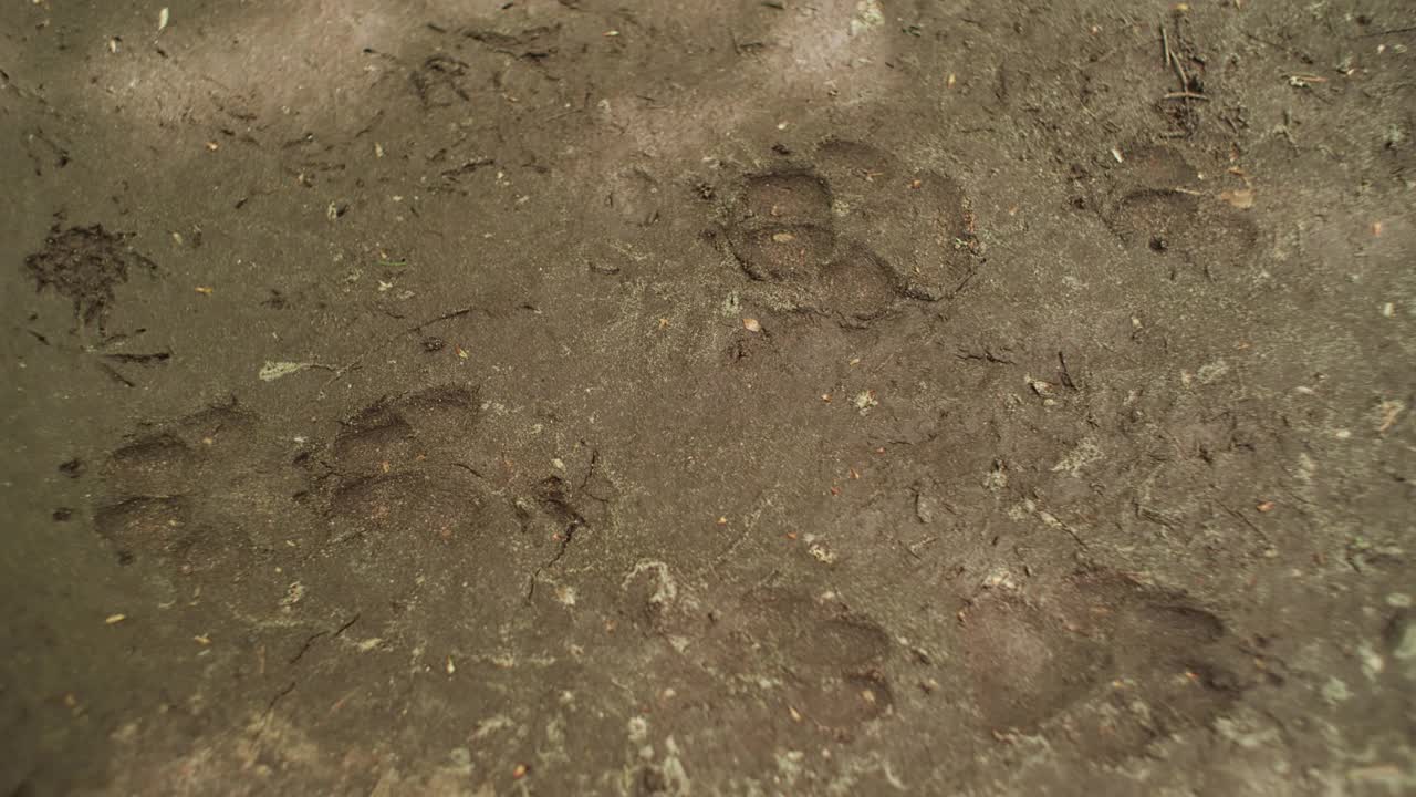 泥地上有鹿的脚印。农村景观视频素材