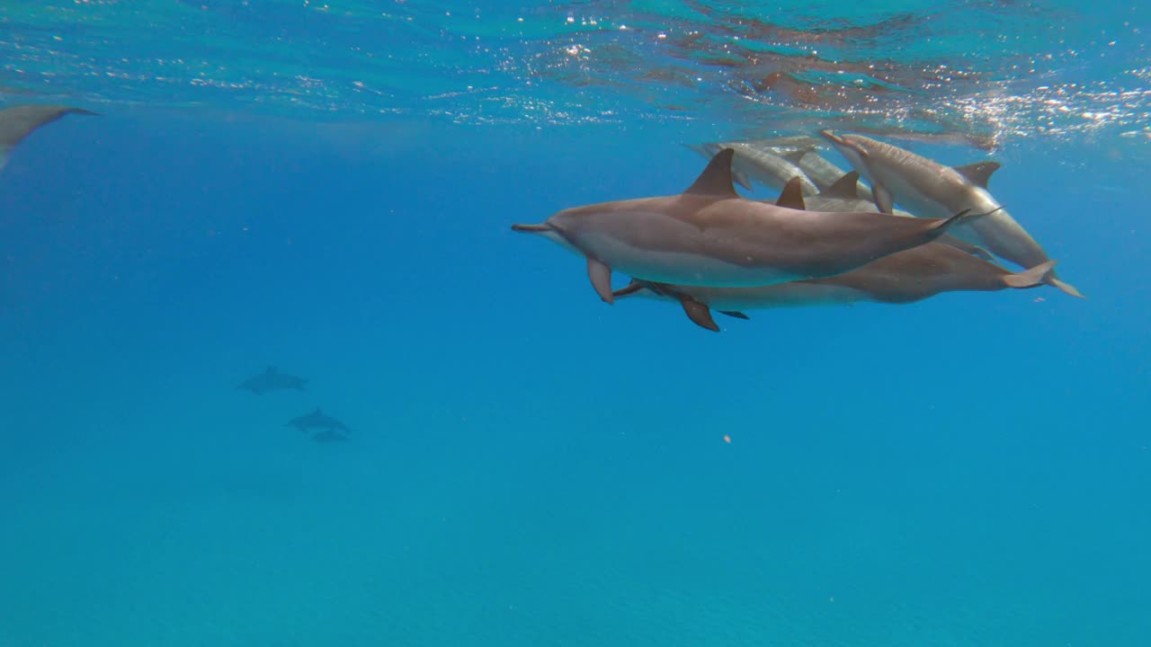 水下跟踪一个巨大的海豚群游泳通过浅蓝的海水-瓦胡岛，夏威夷视频素材