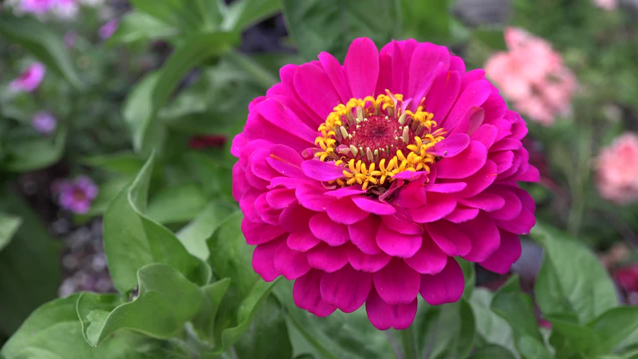 Zinnia玫瑰视频下载