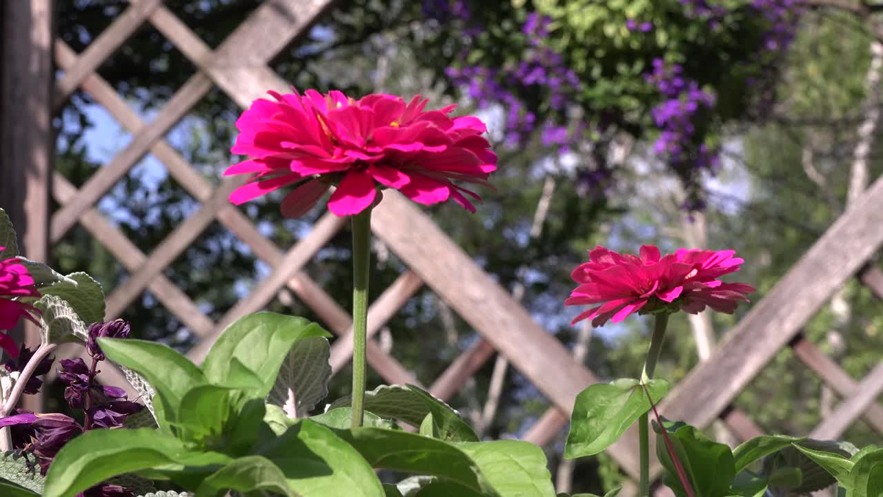 Zinnia花视频下载