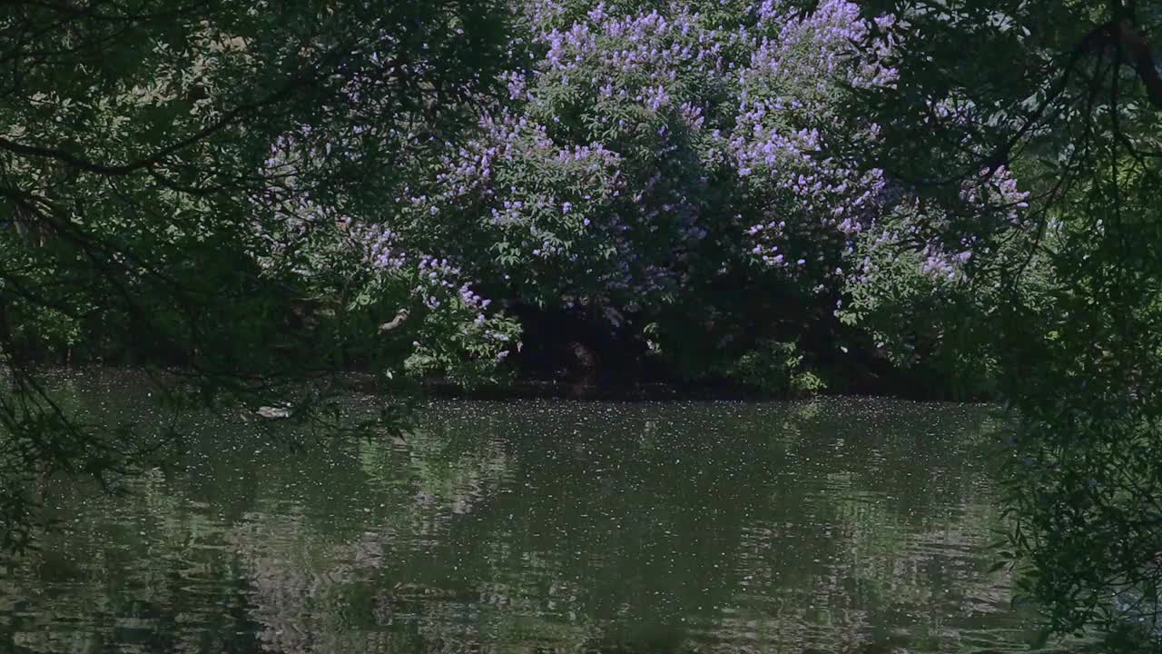 夫妇慢慢地游泳的船，在夏天在湖上滚动的船高质量的全高清镜头视频下载