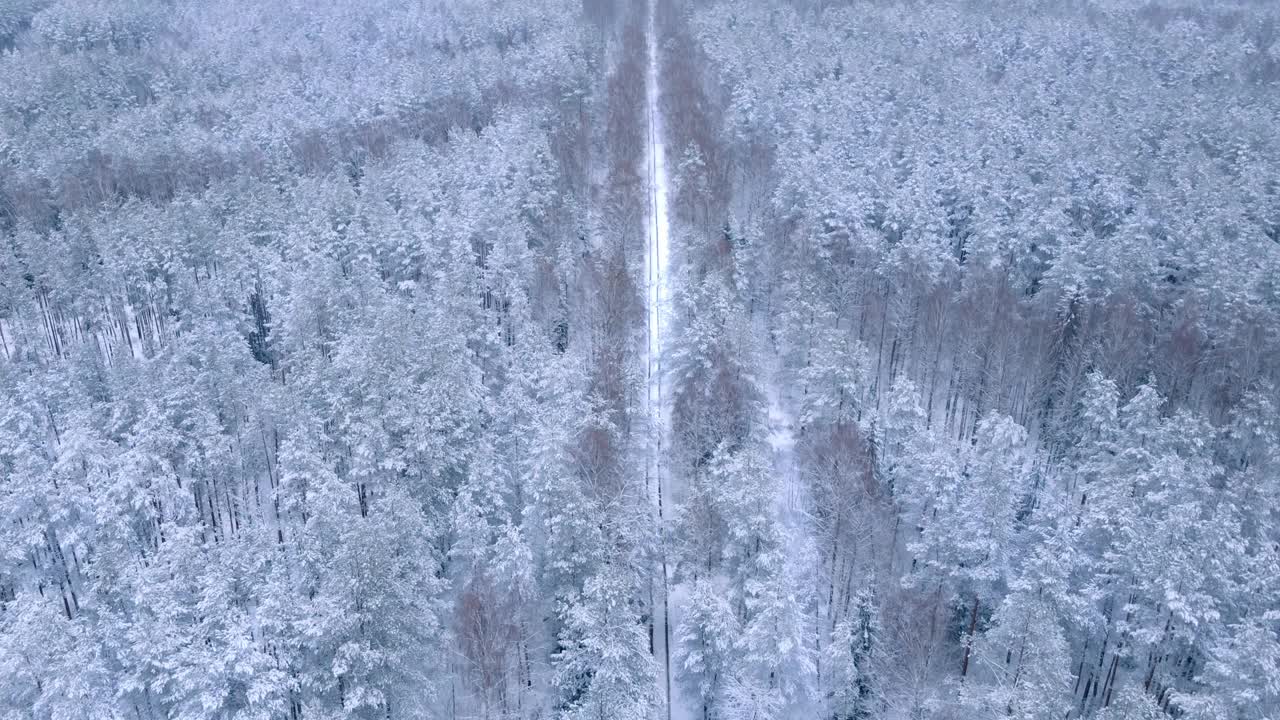 冬季森林自然雪覆盖的冬季树木高山景观视频下载