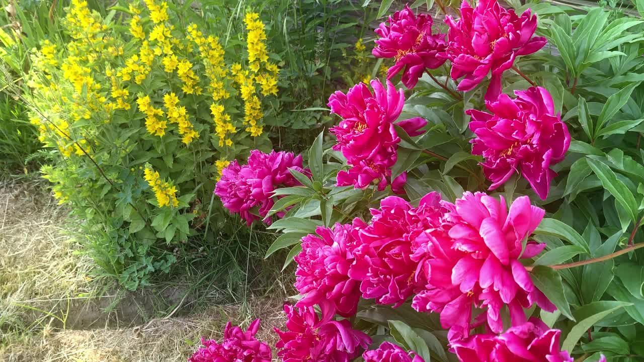 花在花园牡丹ponk日落慢镜头视频下载