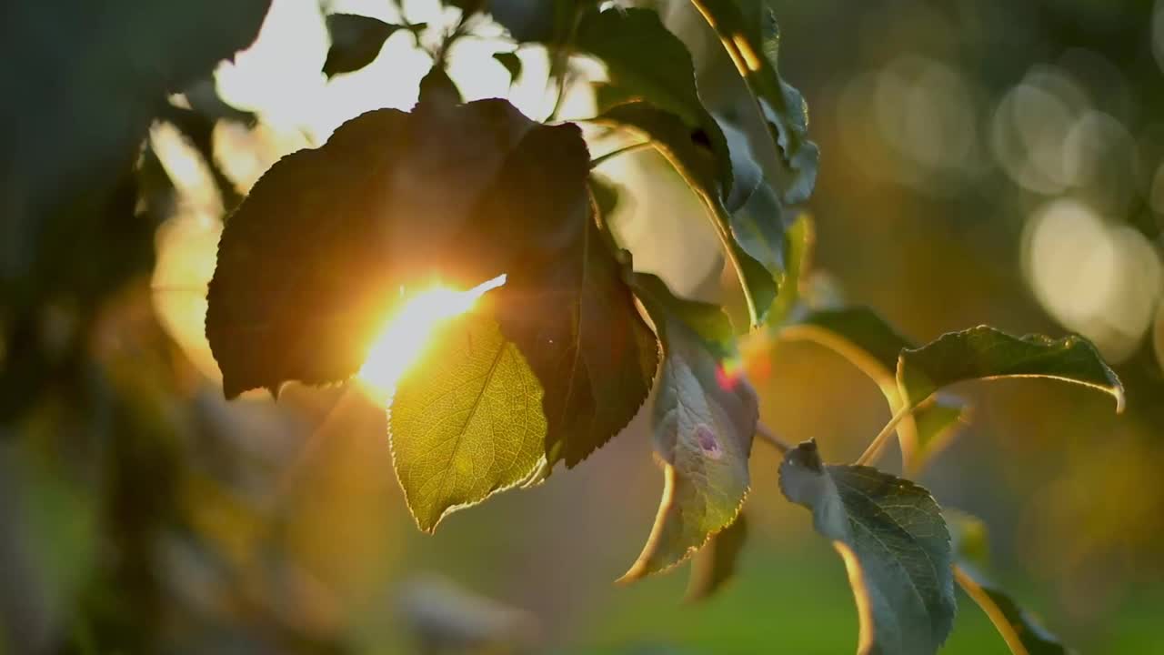 苹果树，美丽的光，日落，夏天，花园里的家视频下载