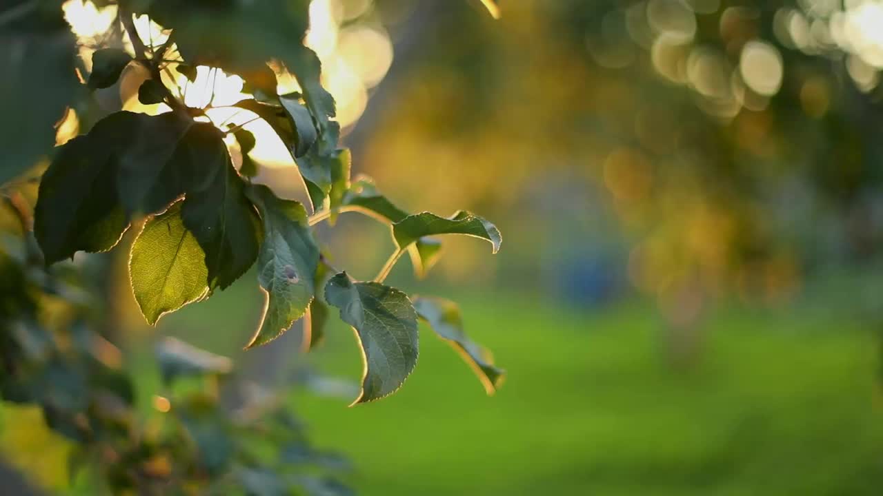 苹果树，美丽的光，日落，夏天，花园里的家视频下载