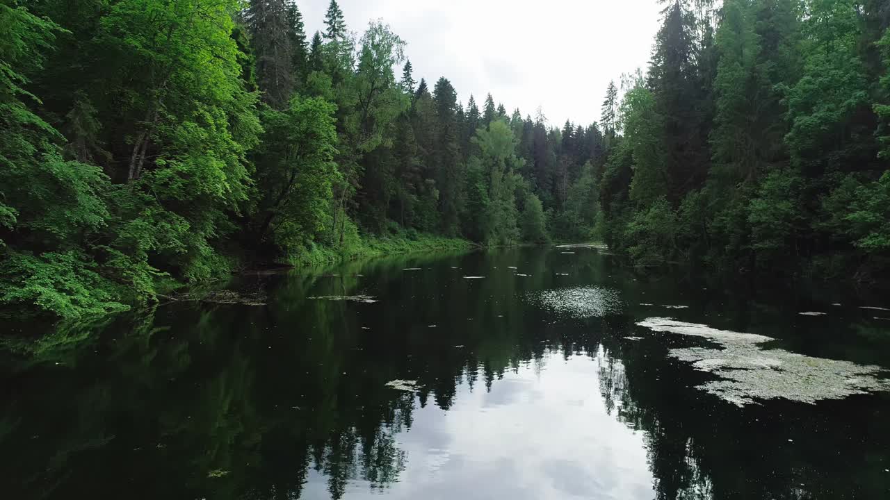 飞过水面，树木倒映。4 k视频素材