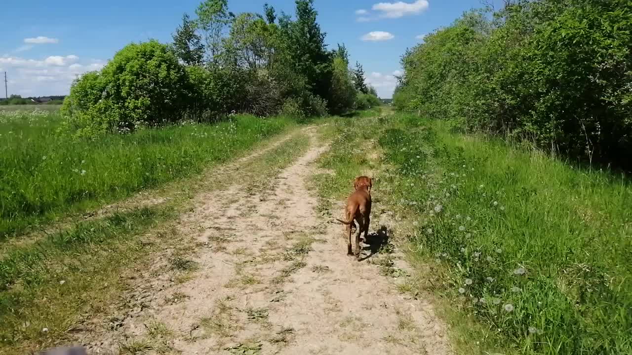 匈牙利维兹拉犬在野外视频素材