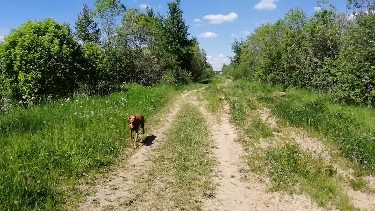 匈牙利维兹拉犬在野外视频素材