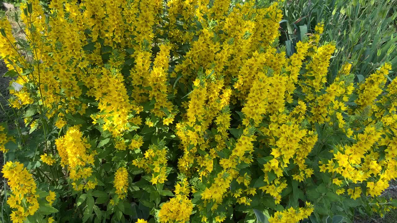 美丽的花园植物。黄色的花朵。视频下载