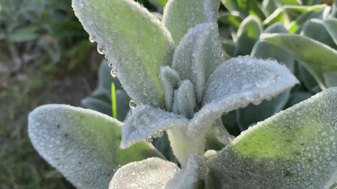 雨滴落在绿色的草地上。绿色的花带着水滴。视频下载