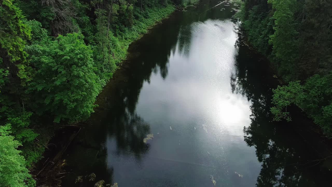 安静的森林池塘周围有许多树木视频素材