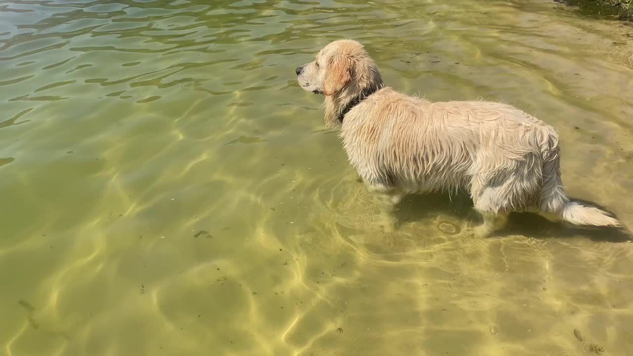 在一个阳光明媚的日子里，金毛猎犬在湖里游泳、跳跃视频下载