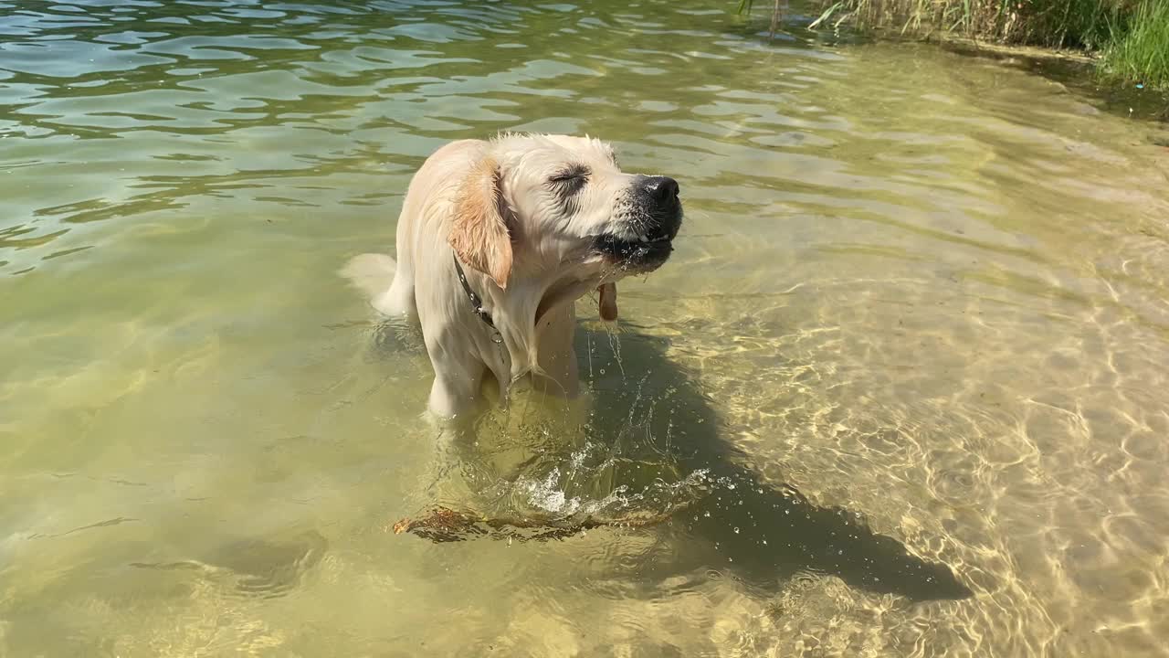 狗把水抖掉。夏天凉爽宜人。慢动作视频视频下载