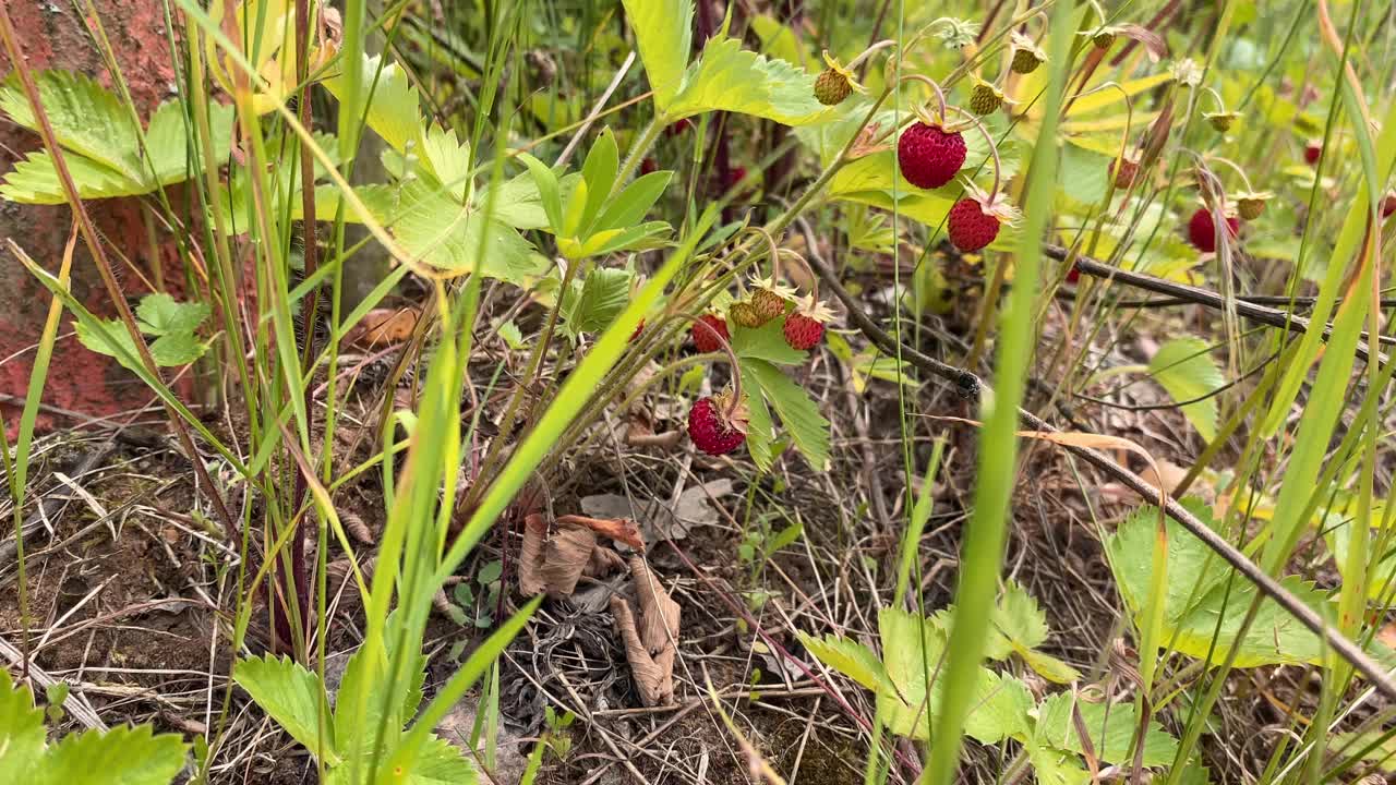 成熟的野生草莓生长在森林里。红色的草莓。野生草莓视频下载