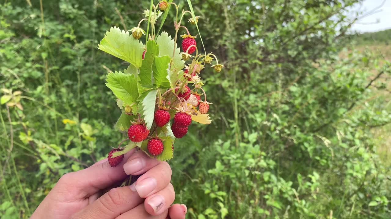 成熟的野生草莓生长在森林里。红色的草莓。野生草莓视频下载