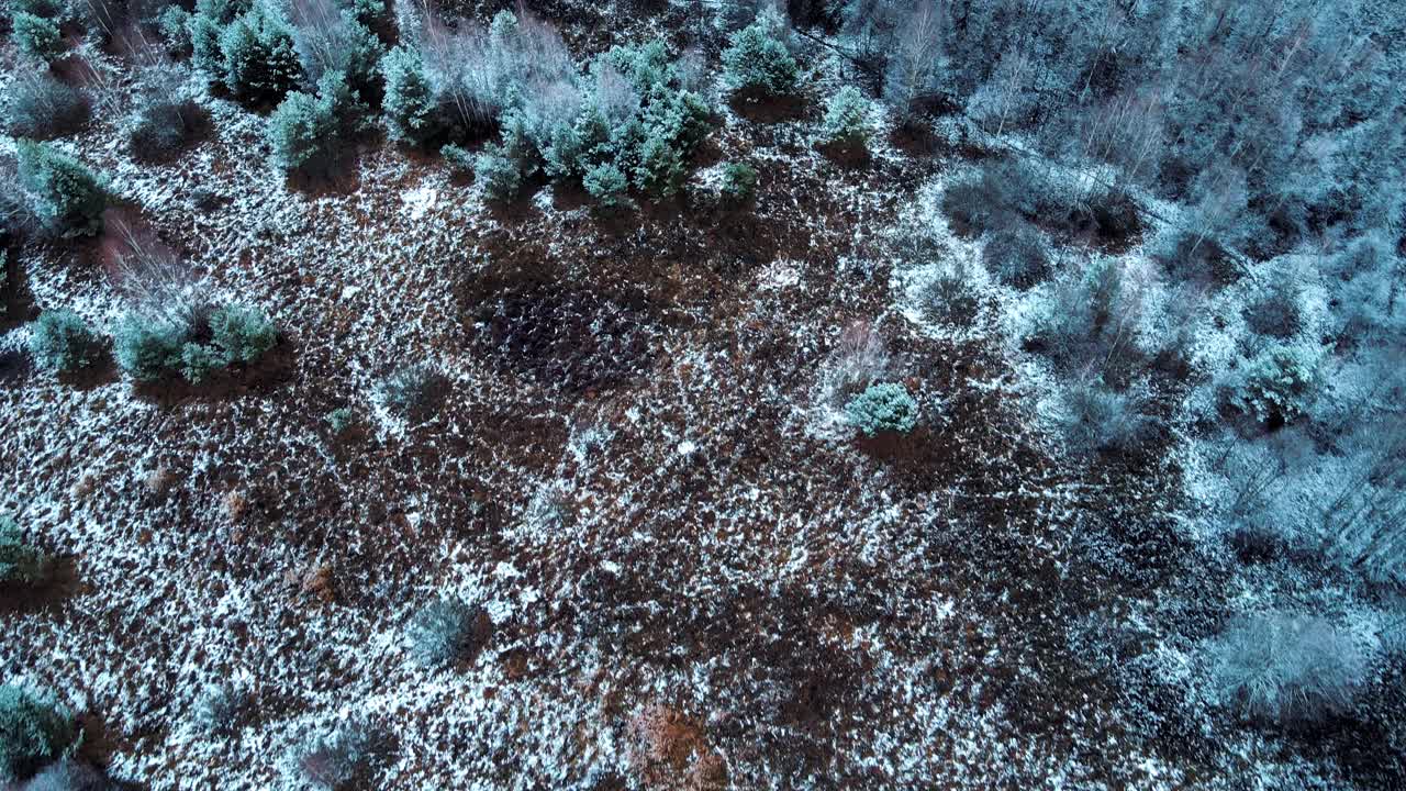 冬季森林自然雪覆盖的冬季树木高山景观清晨日出假日旅游和旅游霜冻的树顶充满活力的颜色空中4k视频下载